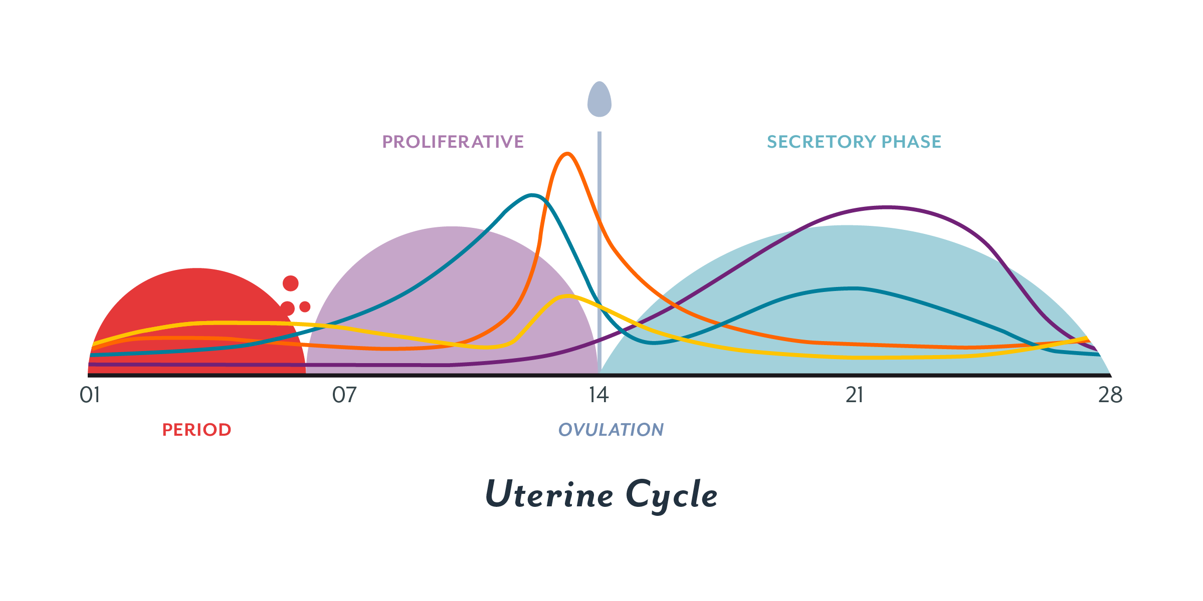 The Menstrual Cycle